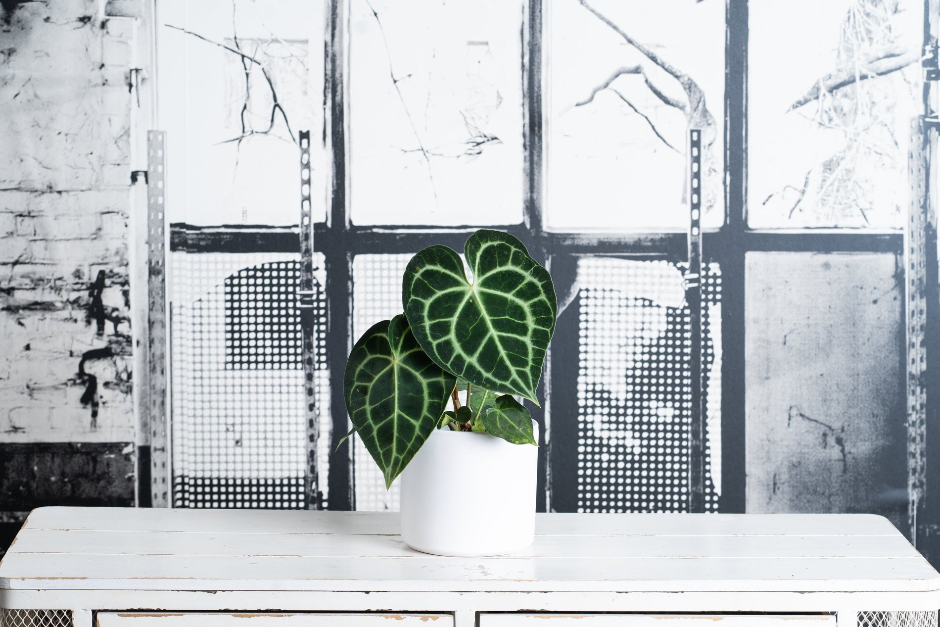 Cómo cuidar un Anthurium Clarinervium
