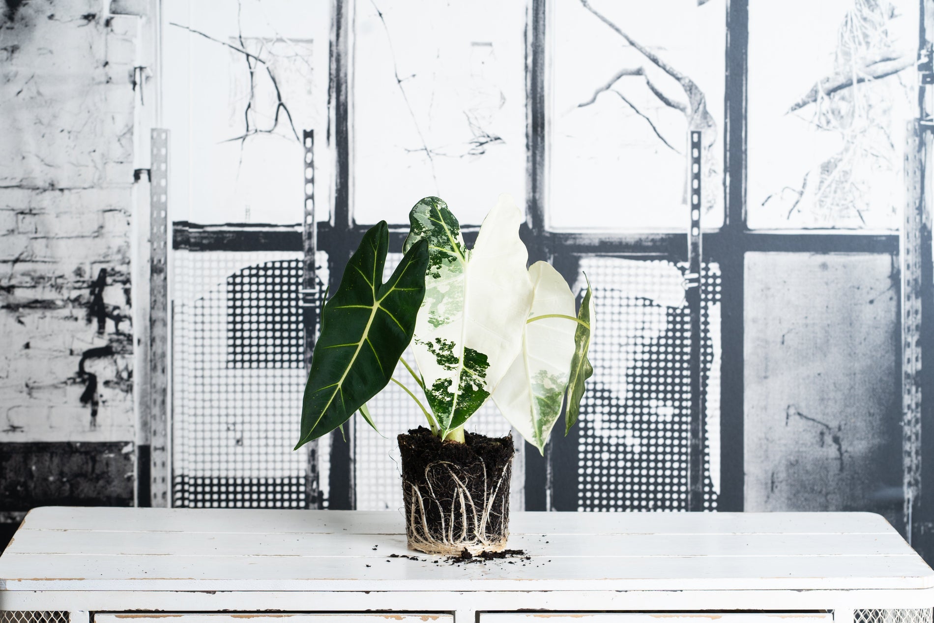 ¿Conseguiste tu Alocasia Frydek Variegata?