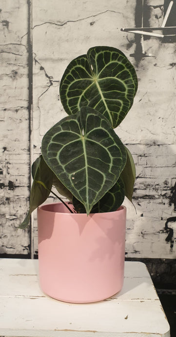 Cómo cuidar un Anthurium Clarinervium