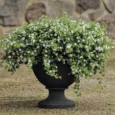 Estas son las maravillosas propiedades de la Bacopa Monnieri. Las conocías?