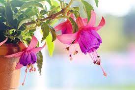 Fucsia