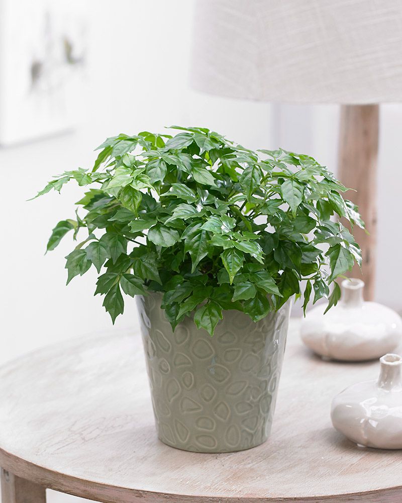 Radermachera para la buena suerte