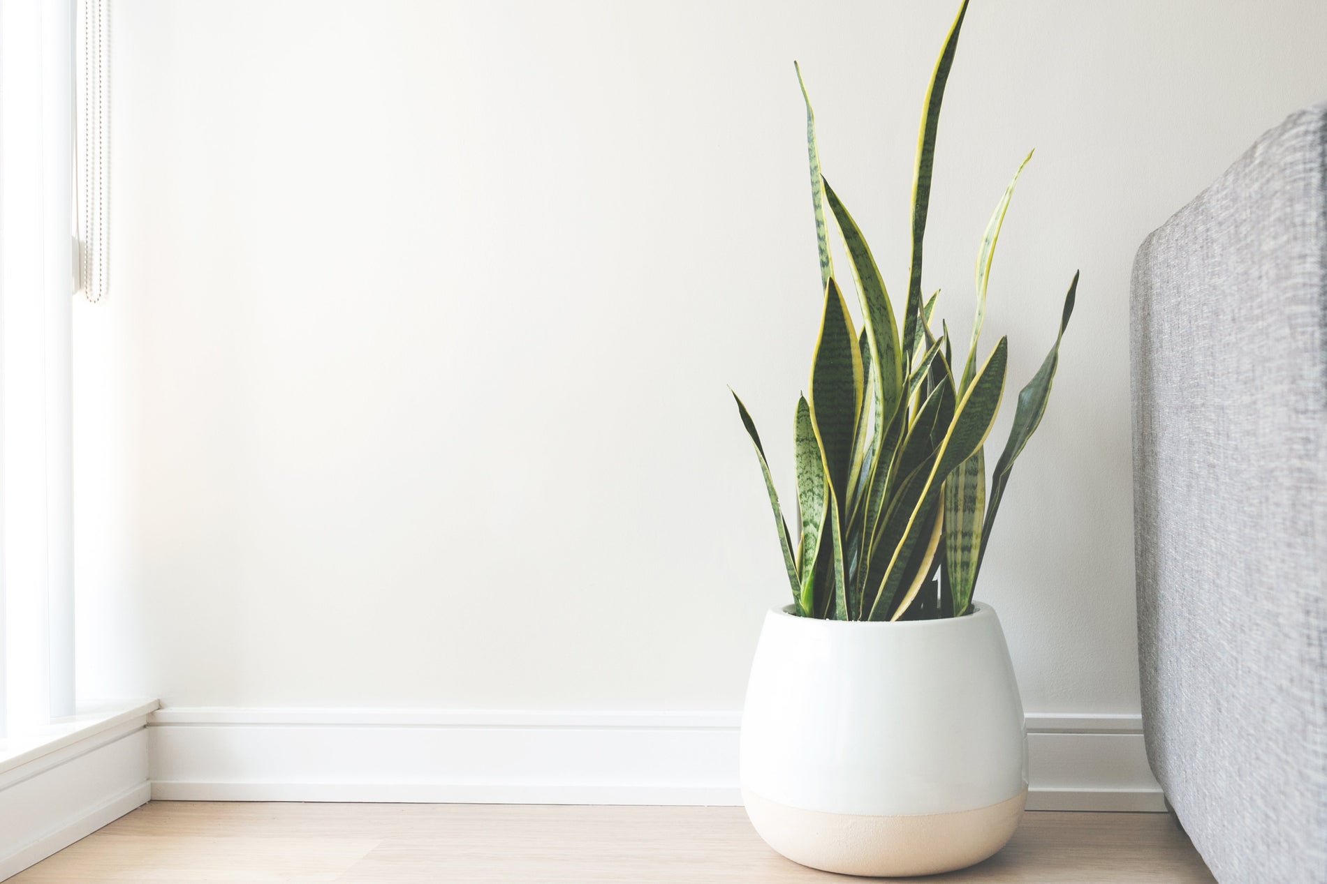 Sansevieria: supervivencia extrema