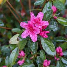 Azalea japónica: secretos de una joya botánica