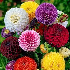 Dahlias: tremendamente fascinantes