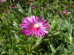 Drosanthemum o la reina de las suculentas