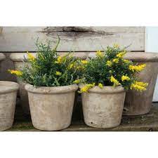 Genista: ponla en tu jardín para atraer fortuna