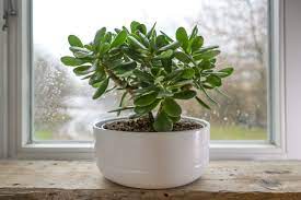 Creencias y simbolismos alrededor del árbol de Jade