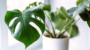 Monstera: que mi grandeza no te prive de luz