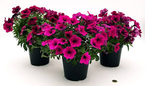 Petunia, potunia o surfinia?