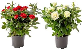 Rosal: símbolo de amor y belleza