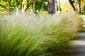 Stipa Tenuissima: refugio para unos, diseño para otros.