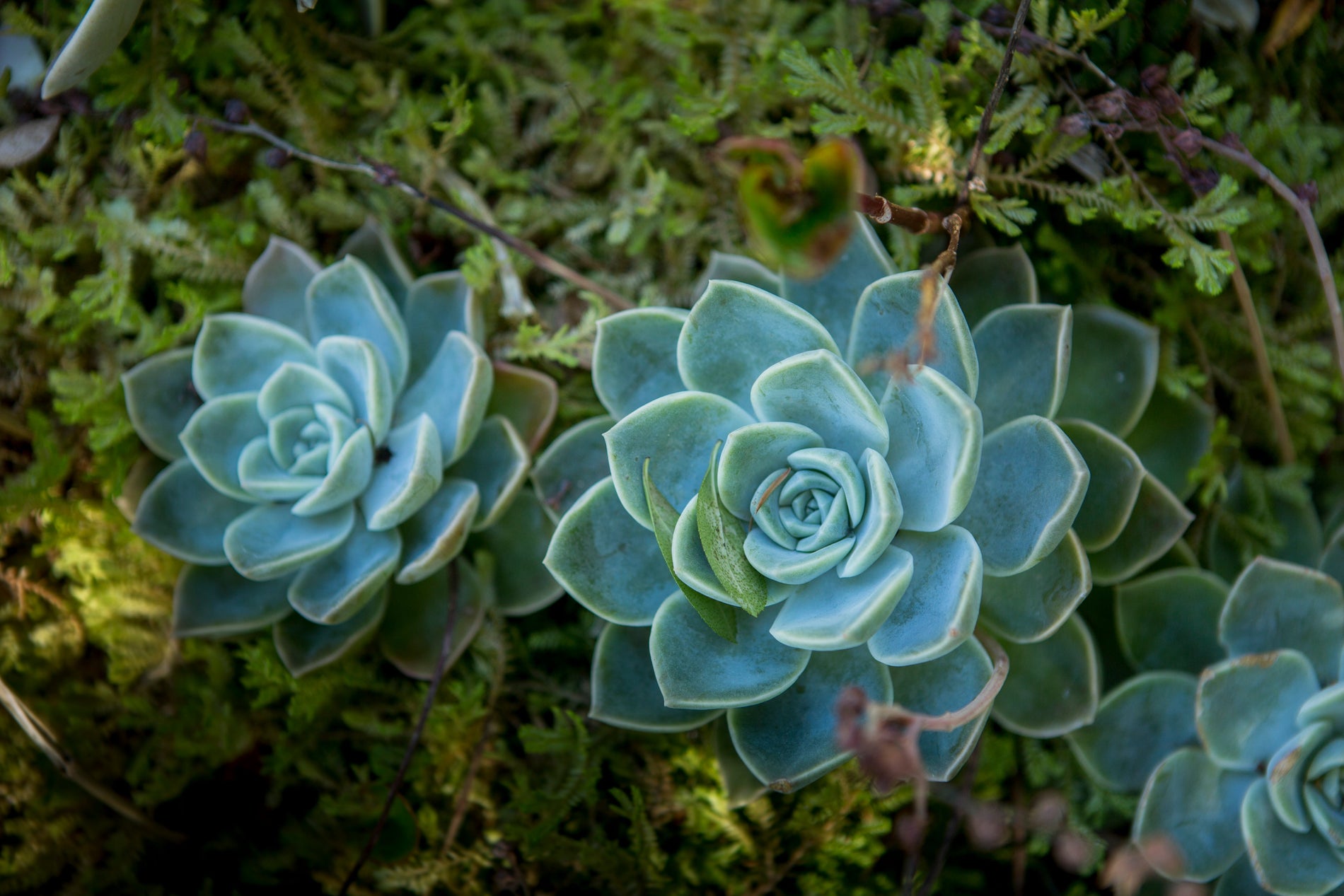 Cactus o suculentas?