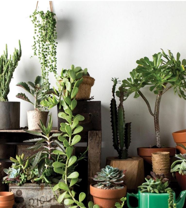 JUNGLE, PLANTAS PARA PLANTLOVER