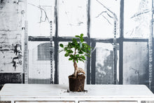 Cargar imagen en el visor de la galería, Ficus Ginseng