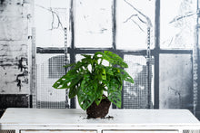 Cargar imagen en el visor de la galería, Monstera Obliqua Monkey