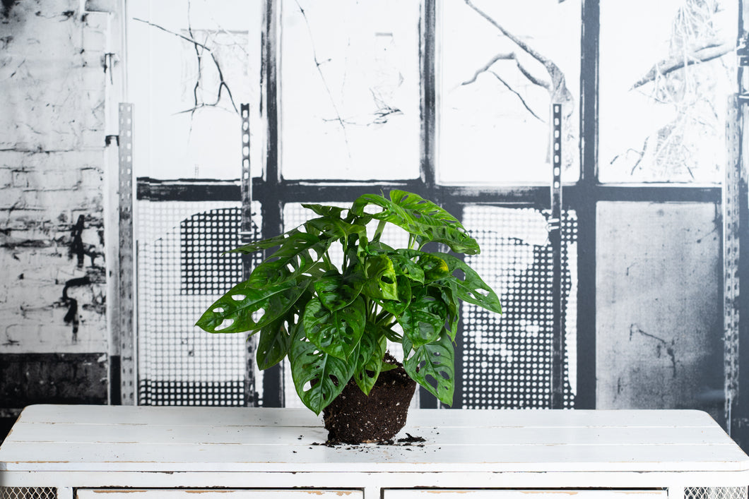 Monstera Obliqua Monkey
