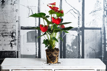 Cargar imagen en el visor de la galería, Anthurium Andraeanum Rojo