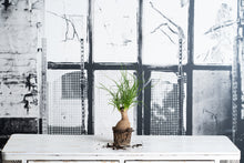 Cargar imagen en el visor de la galería, Beaucarnea Mini