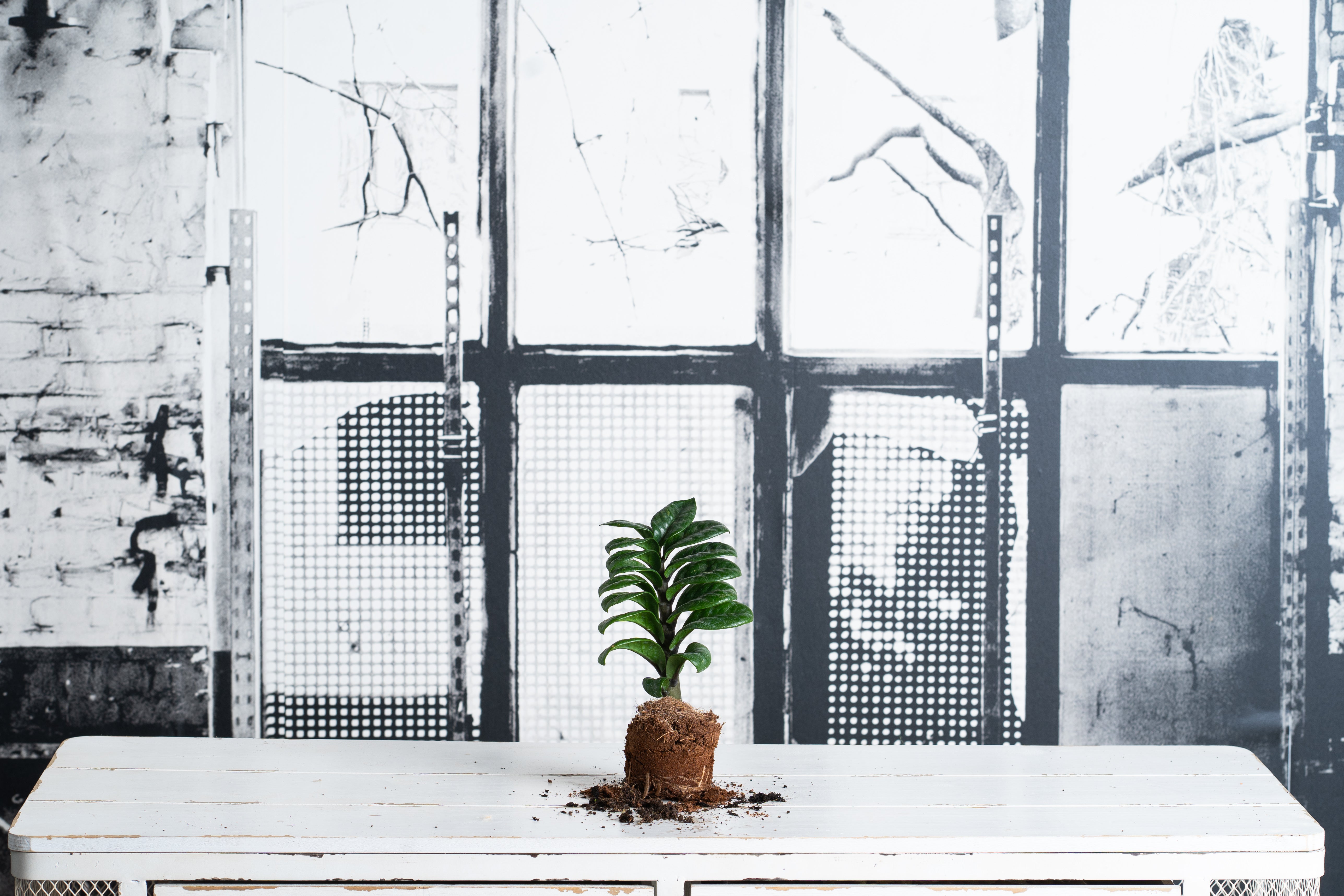 Zamioculca Zenzi Mini