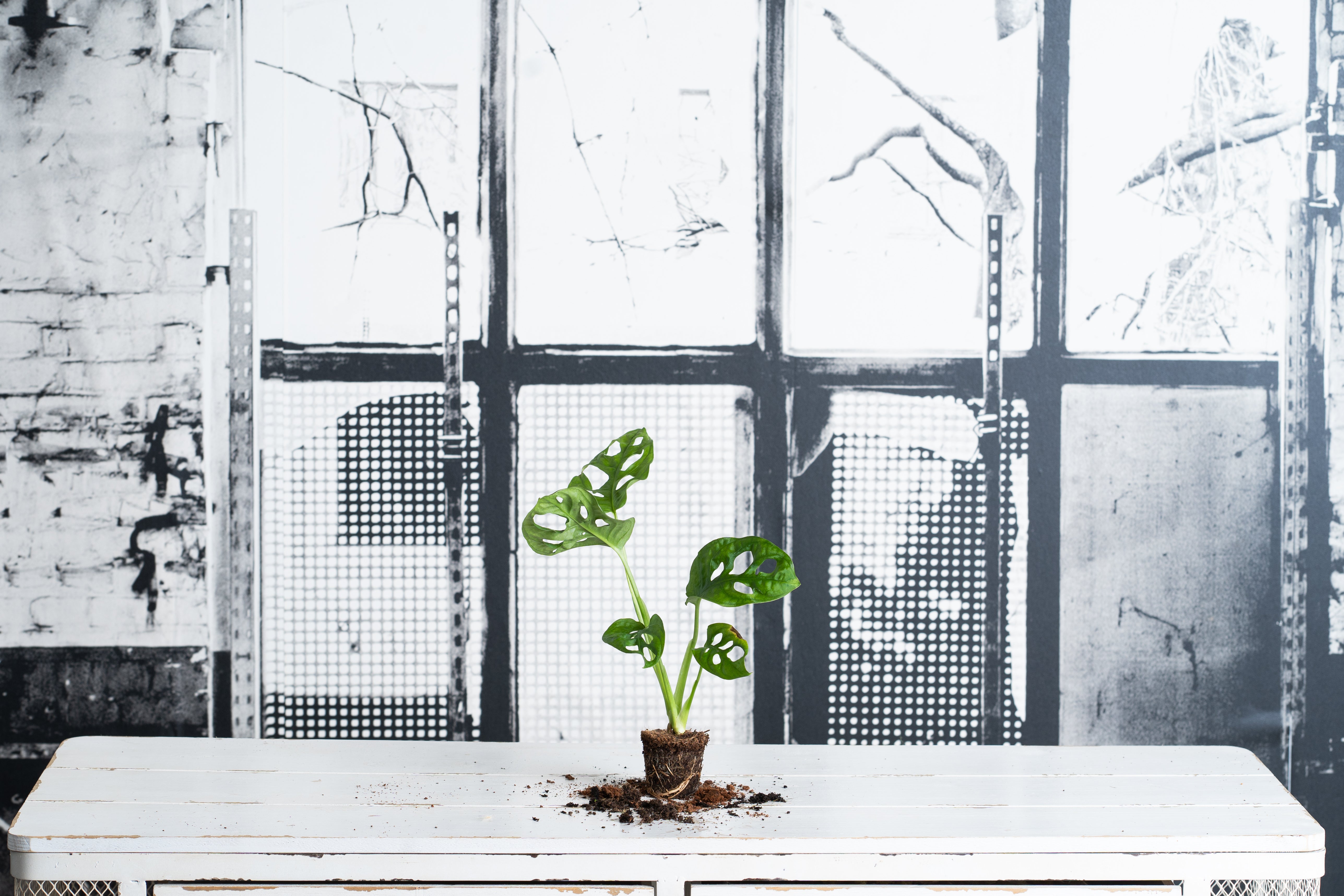 Monstera Obliqua Monkey Mini