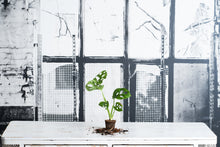 Cargar imagen en el visor de la galería, Monstera Obliqua Monkey Mini