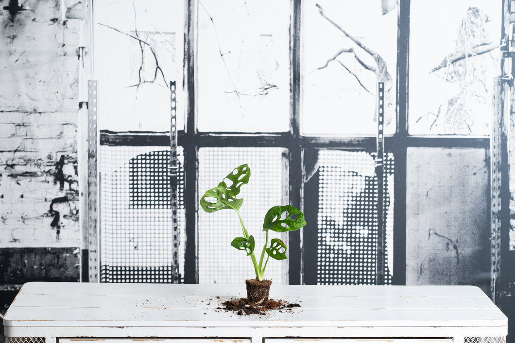 Monstera Obliqua Monkey Mini