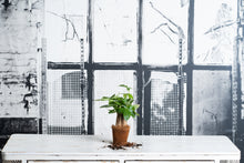 Cargar imagen en el visor de la galería, Pachira Aquatica Mini