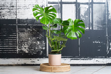 Load image into Gallery viewer, Monstera Deliciosa