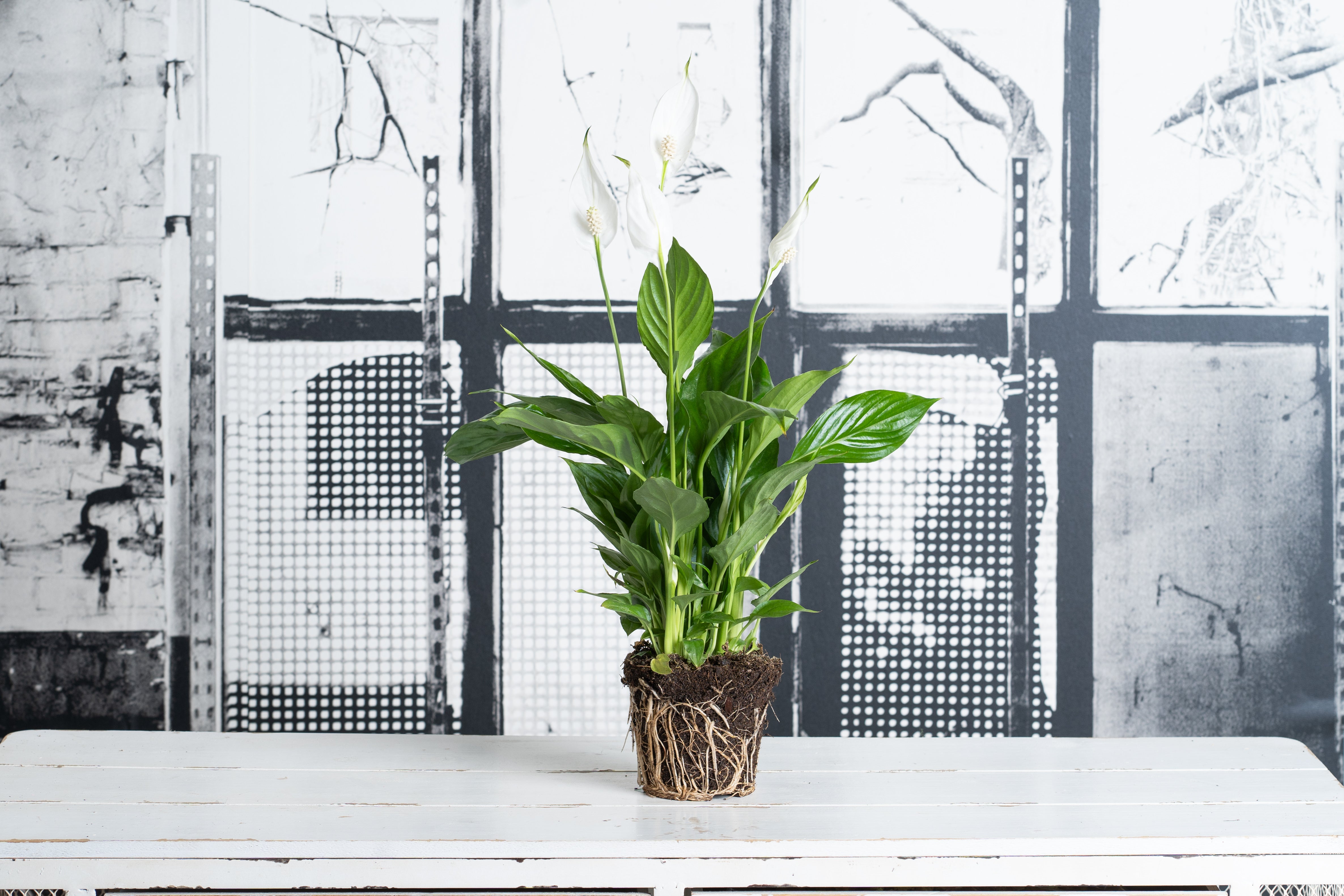 Spathiphyllum
