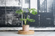 Monstera Thai Constellation