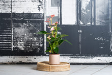 Cargar imagen en el visor de la galería, Anthurium Andraeanum Rosa