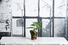 Cargar imagen en el visor de la galería, Anthurium Crystallinum
