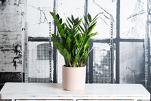 Load image into Gallery viewer, Zamioculca Zamiifolia