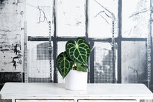 Cargar imagen en el visor de la galería, Anthurium Clarinervium