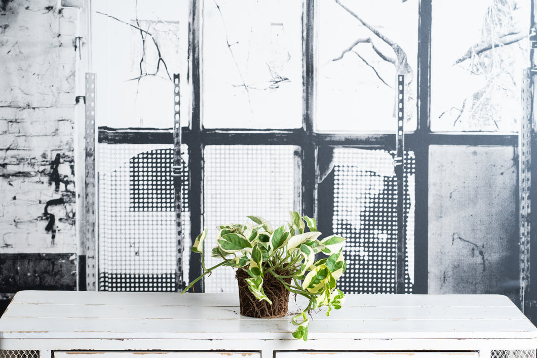 Pothos Variegado