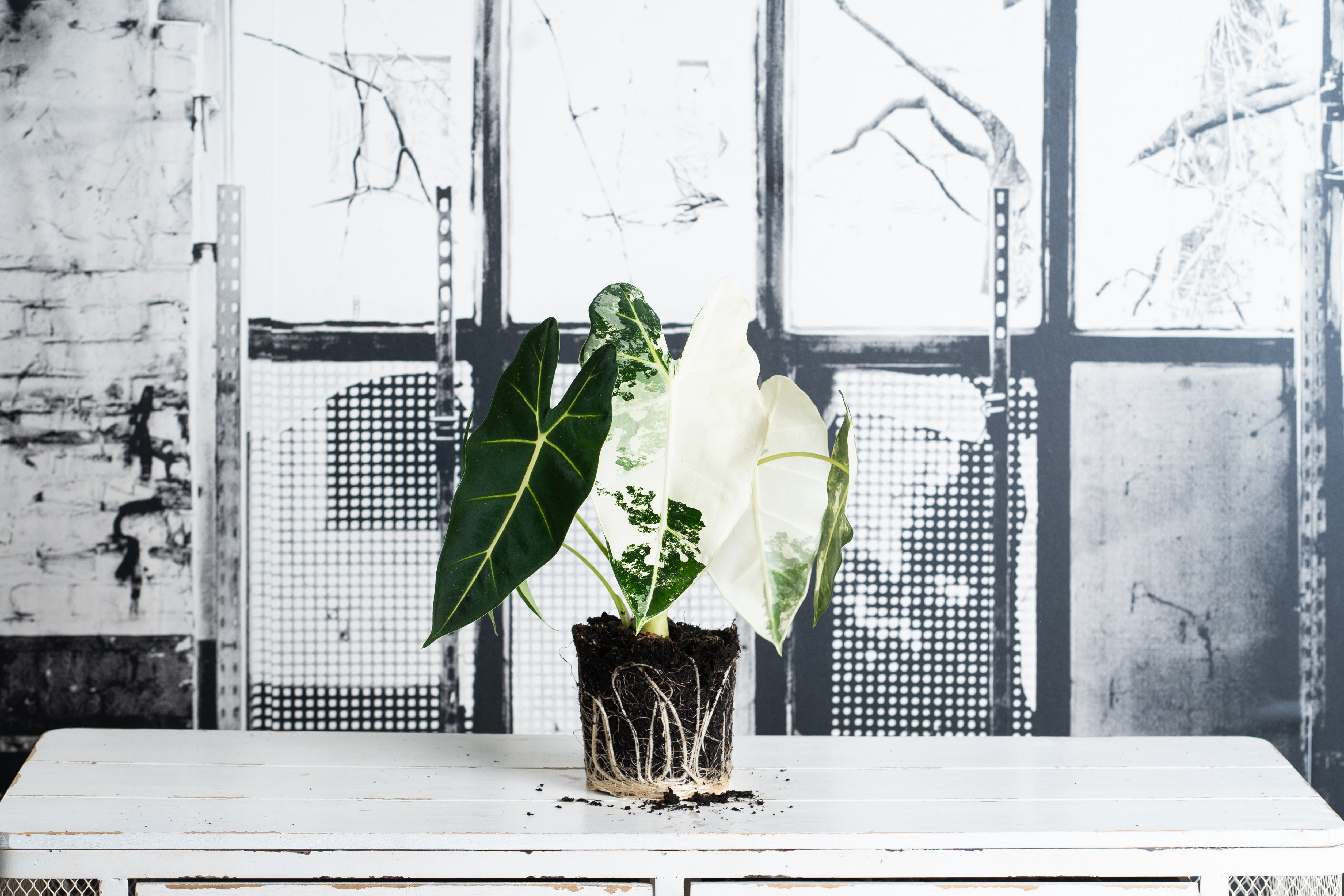 Alocasia Frydek Variegada