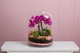 Terrario de Orquídea
