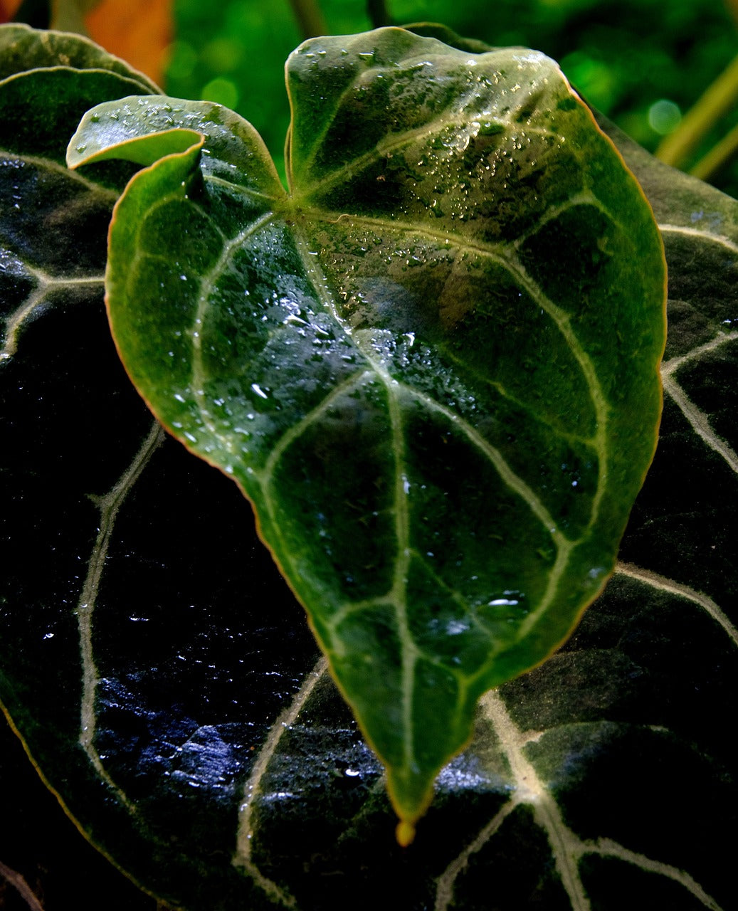 Anthurium Crystallinum