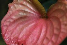 Cargar imagen en el visor de la galería, Anthurium Andraeanum Rosa