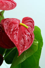 Cargar imagen en el visor de la galería, Anthurium Andraeanum Rojo