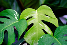 Load image into Gallery viewer, Monstera Deliciosa