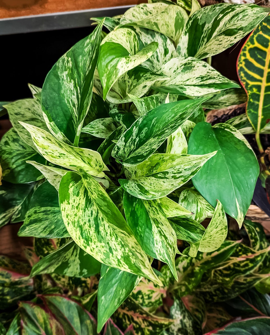 Pothos Variegado