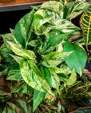 Load image into Gallery viewer, Pothos Variegado