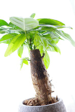 Cargar imagen en el visor de la galería, Pachira Aquatica Mini