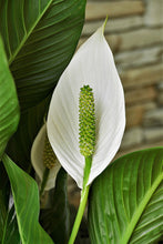 Cargar imagen en el visor de la galería, Spathiphyllum