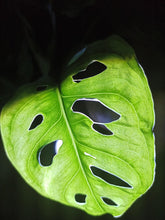Cargar imagen en el visor de la galería, Monstera Obliqua Monkey