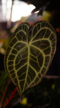 Cargar imagen en el visor de la galería, Anthurium Clarinervium