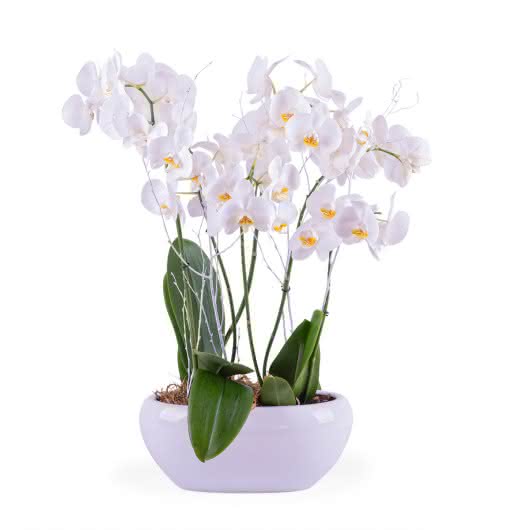 Orquidea Double